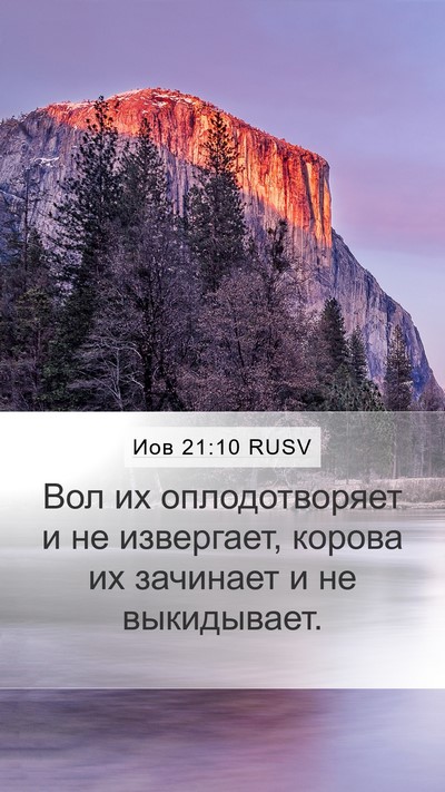 Иов 21:10 RUSV Bible Verse Image