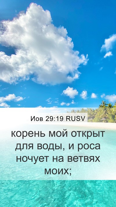 Иов 29:19 RUSV Bible Verse Image
