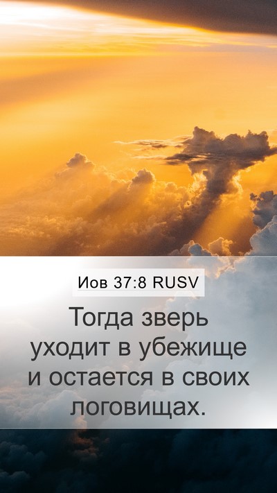 Иов 37:8 RUSV Bible Verse Image