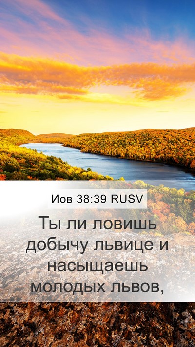 Иов 38:39 RUSV Bible Verse Image
