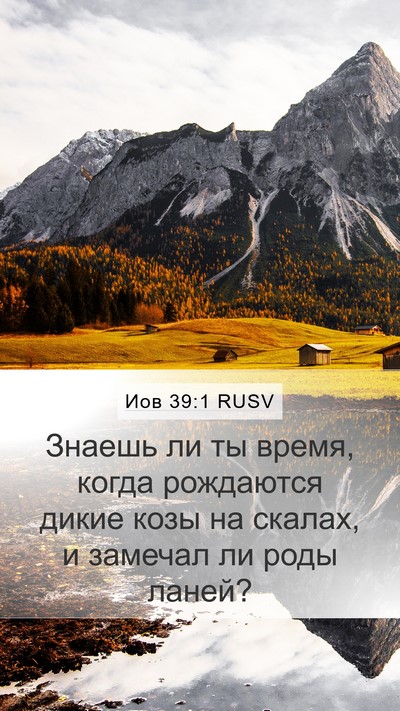 Иов 39:1 RUSV Bible Verse Image