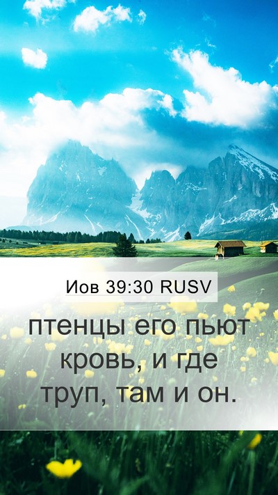 Иов 39:30 RUSV Bible Verse Image