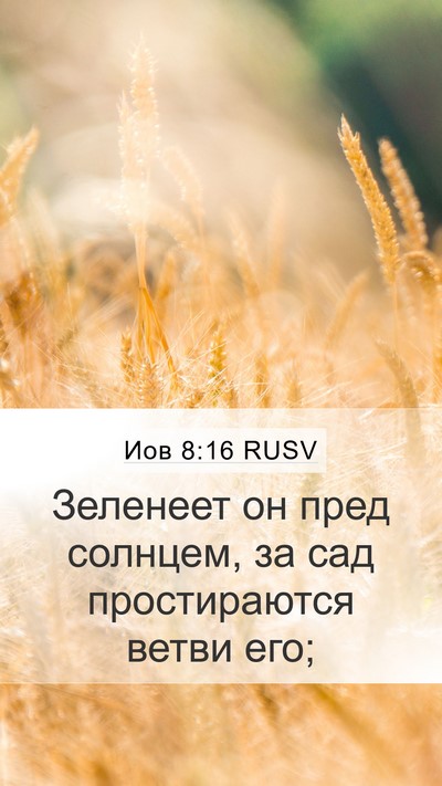Иов 8:16 RUSV Bible Verse Image