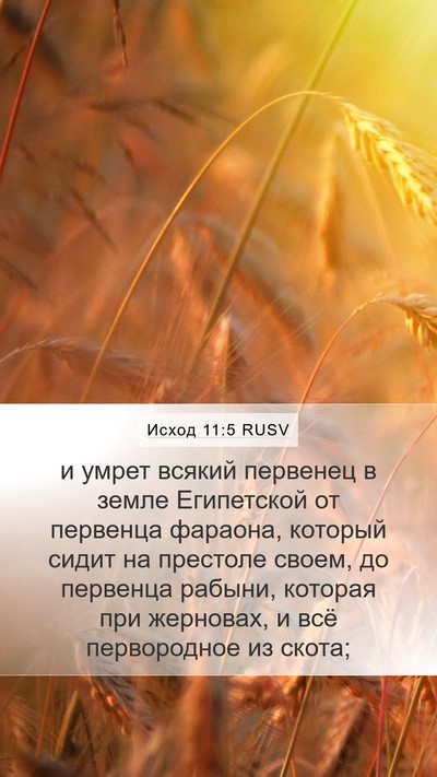 Исход 11:5 RUSV Bible Verse Image