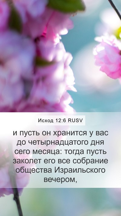 Исход 12:6 RUSV Bible Verse Image
