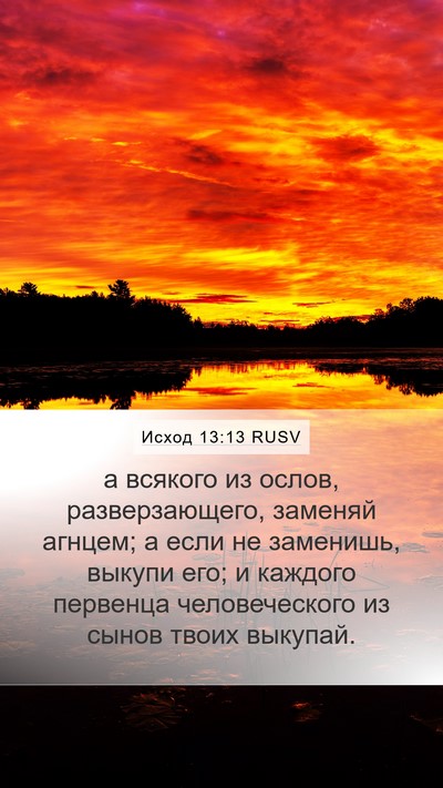 Исход 13:13 RUSV Mobile Phone Wallpaper - а всякого из ослов, - Mobile Bible Verse Wallpaper