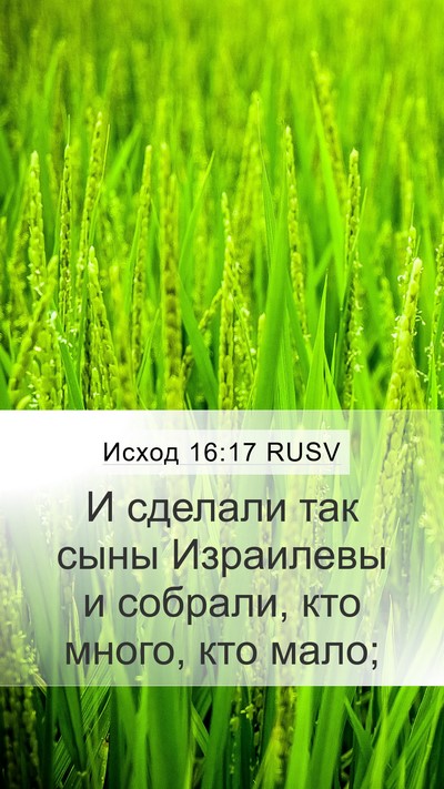 Исход 16:17 RUSV Mobile Phone Wallpaper - И сделали так сыны - Mobile Bible Verse Wallpaper