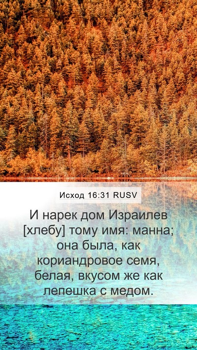 Исход 16:31 RUSV Bible Verse Image