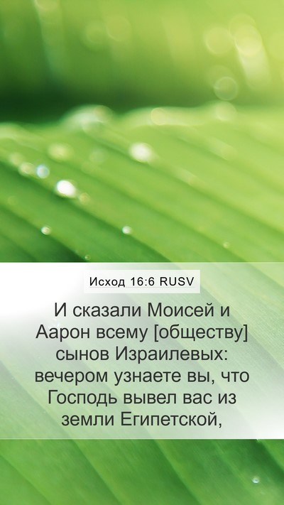 Исход 16:6 RUSV Mobile Phone Wallpaper - И сказали Моисей и Аарон - Mobile Bible Verse Wallpaper