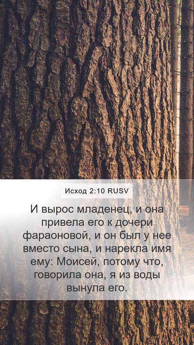 Исход 2:10 RUSV Bible Verse Image
