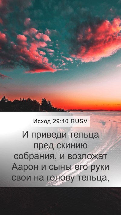 Исход 29:10 RUSV Bible Verse Image