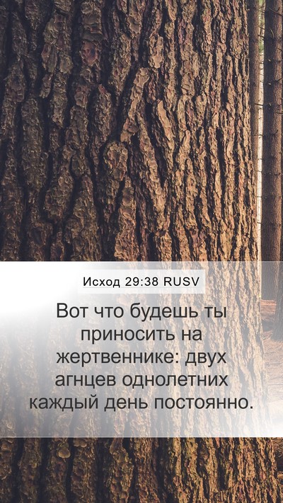 Исход 29:38 RUSV Bible Verse Image