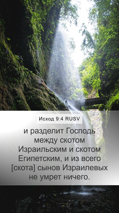 Исход 9:4 RUSV Bible Verse Image