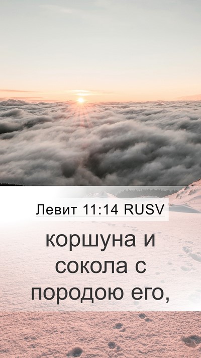 Левит 11:14 RUSV Mobile Phone Wallpaper - коршуна и сокола с породою - Mobile Bible Verse Wallpaper