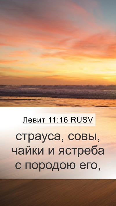 Левит 11:16 RUSV Mobile Phone Wallpaper - страуса, совы, чайки и - Mobile Bible Verse Wallpaper