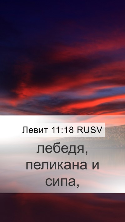 Левит 11:18 RUSV Mobile Phone Wallpaper - лебедя, пеликана и - Mobile Bible Verse Wallpaper