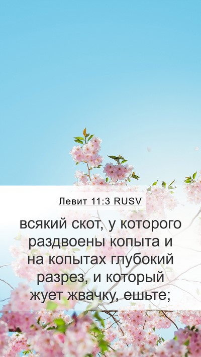 Левит 11:3 RUSV Mobile Phone Wallpaper - всякий скот, у которого - Mobile Bible Verse Wallpaper
