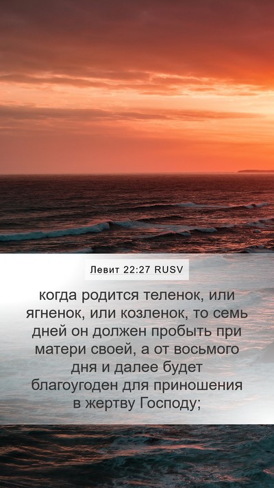 Левит 22:27 RUSV Mobile Phone Wallpaper - когда родится теленок, или - Mobile Bible Verse Wallpaper
