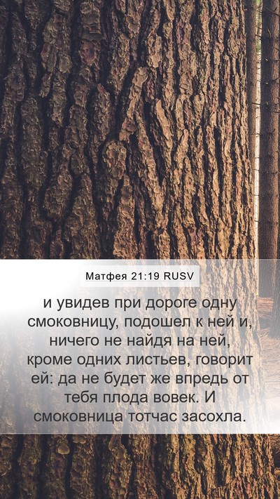 Матфея 21:19 RUSV Bible Verse Image