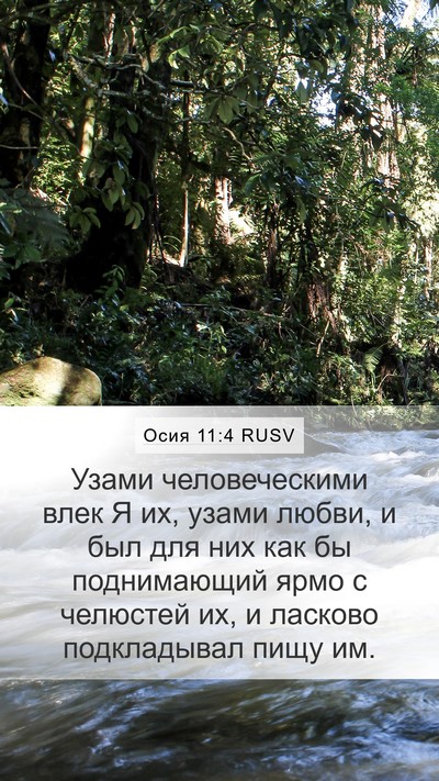 Осия 11:4 RUSV Mobile Phone Wallpaper - Узами человеческими влек Я - Mobile Bible Verse Wallpaper