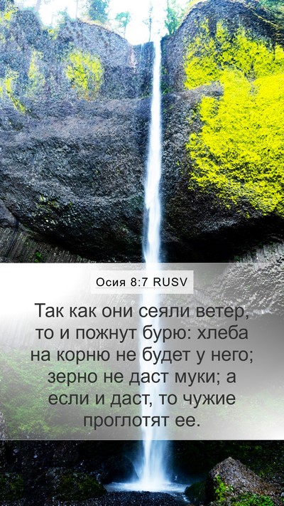 Осия 8:7 RUSV Bible Verse Image