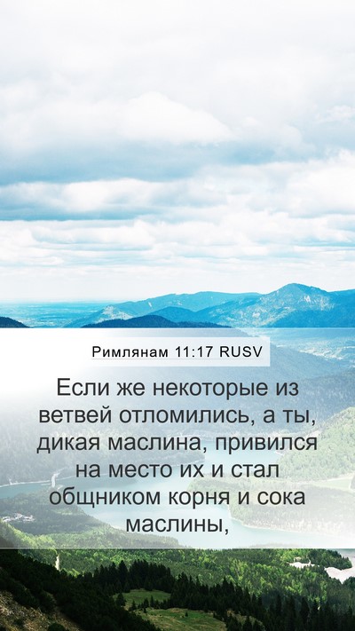 Римлянам 11:17 RUSV Bible Verse Image
