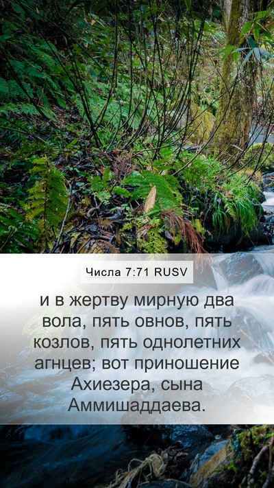 Числа 7:71 RUSV Mobile Phone Wallpaper - и в жертву мирную два вола, - Mobile Bible Verse Wallpaper